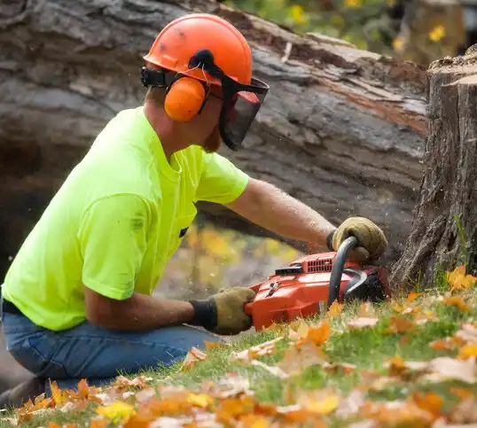 tree services Sun Valley